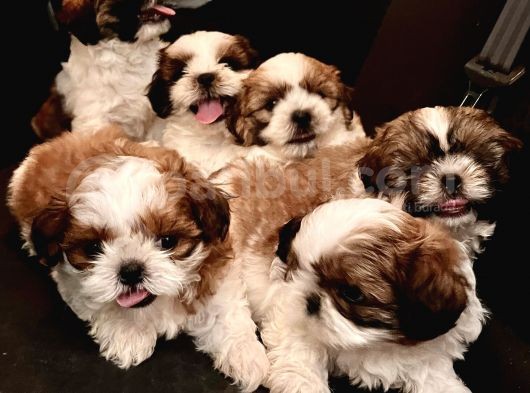 Vecihiden Safkan Shihtzu Bebekler görsel