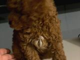 Red Brown Toy Poodle Anne Baba 3 Kg