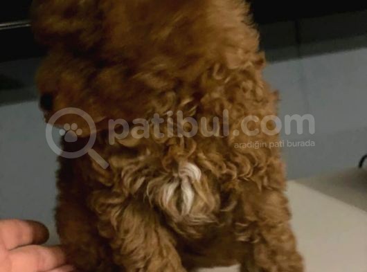 Red Brown Toy Poodle Anne Baba 3 Kg görsel