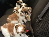 Vecihiden Safkan Shihtzu Bebekler