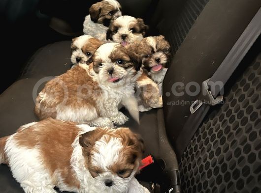 Vecihiden Safkan Shihtzu Bebekler görsel