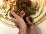 Aşılı Eğitimli Red Brown Toy Poodle Yavrular