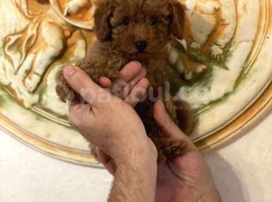 Aşılı Eğitimli Red Brown Toy Poodle Yavrular görsel
