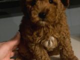 Red Brown Toy Poodle Anne Baba 3 Kg