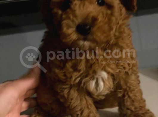 Red Brown Toy Poodle Anne Baba 3 Kg görsel