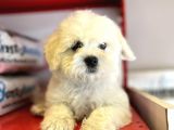 Vecihiden Kar Topu Maltese