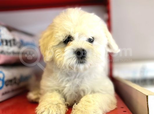 Vecihiden Kar Topu Maltese