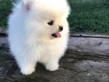 Ayı Surat Sevimli Mini Boy Pomeranian Yavrular