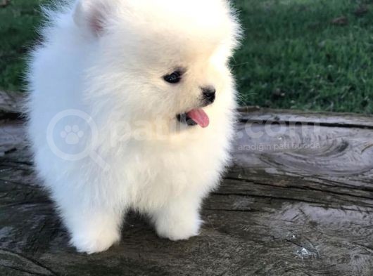 Ayı Surat Sevimli Mini Boy Pomeranian Yavrular görsel