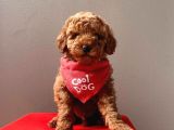 Safkan Toy Poodle Yavrularımız