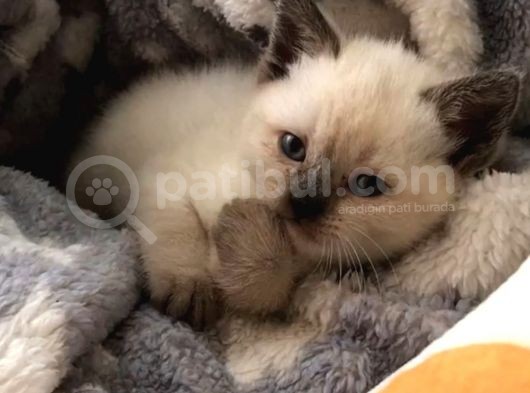 Saf Kan Blue Poi̇nt Yavrumuz Sizleri Bekliyor görsel