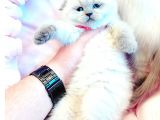 Vecihiden Safkan Scottish Fold Bebekler