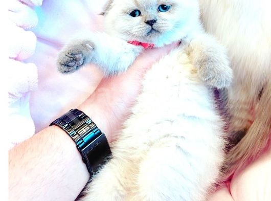 Vecihiden Safkan Scottish Fold Bebekler görsel