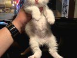 Vecihiden Safkan Scottish Fold Bebekler