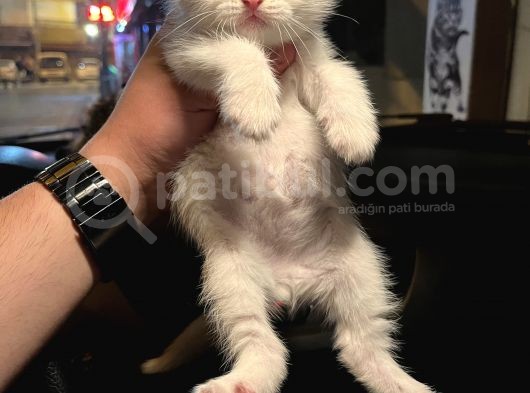 Vecihiden Safkan Scottish Fold Bebekler görsel