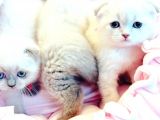 Vecihiden Safkan Scottish Fold Bebekler