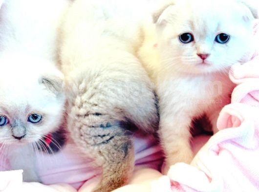 Vecihiden Safkan Scottish Fold Bebekler görsel