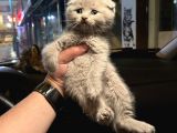 Vecihiden Safkan Scottish Fold Bebekler