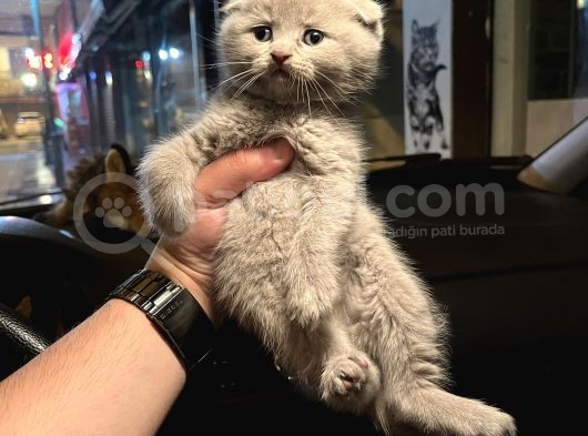 Vecihiden Safkan Scottish Fold Bebekler görsel