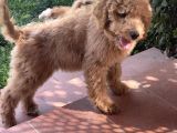 Dev Poodle Red Yavrumuz Muhteşem Yüz Yapısı
