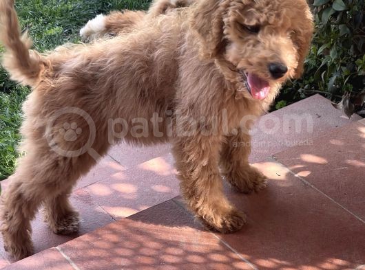 Dev Poodle Red Yavrumuz Muhteşem Yüz Yapısı görsel