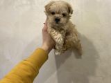 Dizayn Irk Sevimli Maltipoo Yavrular