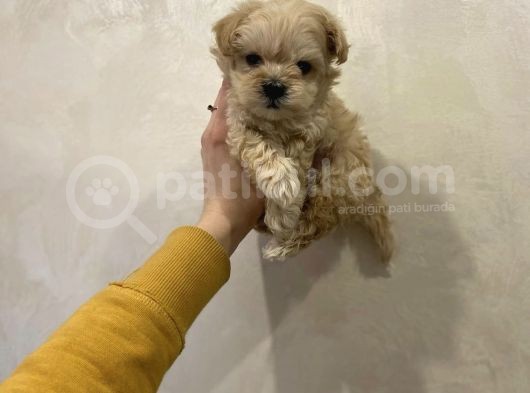 Dizayn Irk Sevimli Maltipoo Yavrular görsel