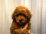 Red Brown Toy Poodle Anne Baba 3 Kg