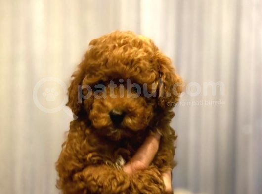 Red Brown Toy Poodle Anne Baba 3 Kg