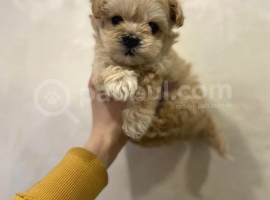 Dizayn Irk Sevimli Maltipoo Yavrular görsel