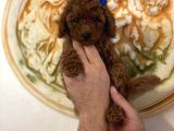 Aşılı Eğitimli Red Brown Toy Poodle Yavrular