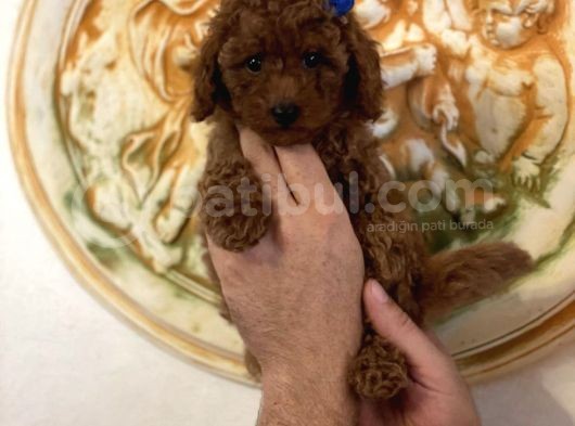 Aşılı Eğitimli Red Brown Toy Poodle Yavrular görsel