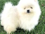 Ayı Surat Sevimli Mini Boy Pomeranian Yavrular