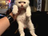 Vecihiden Safkan Scottish Fold Bebekler