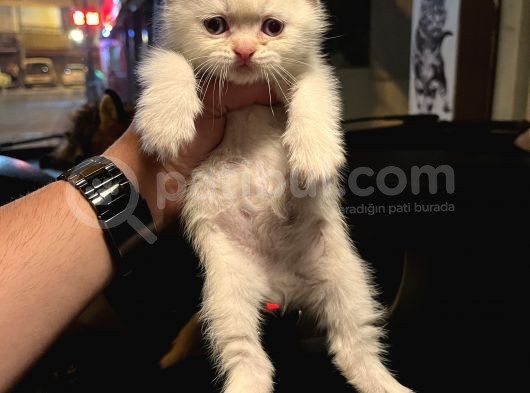 Vecihiden Safkan Scottish Fold Bebekler görsel