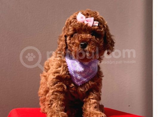 Safkan Toy Poodle Yavrularımız
