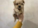 Dizayn Irk Sevimli Maltipoo Yavrular