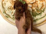 Aşılı Eğitimli Red Brown Toy Poodle Yavrular