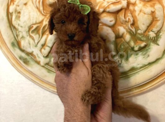 Aşılı Eğitimli Red Brown Toy Poodle Yavrular