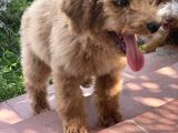 Dev Poodle Red Yavrumuz Muhteşem Yüz Yapısı