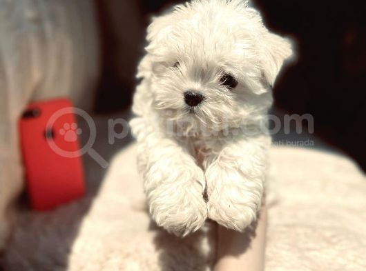 Kar Beyaz Maltese Mini Boy Yavrular görsel