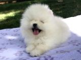 Ayı Surat Sevimli Mini Boy Pomeranian Yavrular