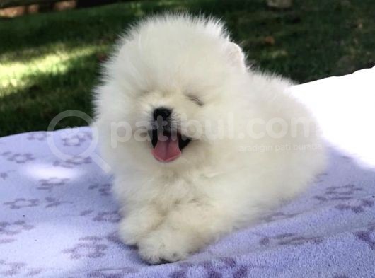 Ayı Surat Sevimli Mini Boy Pomeranian Yavrular görsel