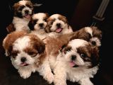 Vecihiden Safkan Shihtzu bebekler