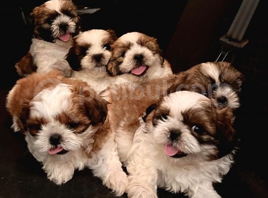 Vecihiden Safkan Shihtzu Bebekler