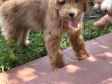 Dev Poodle Red Yavrumuz Muhteşem Yüz Yapısı