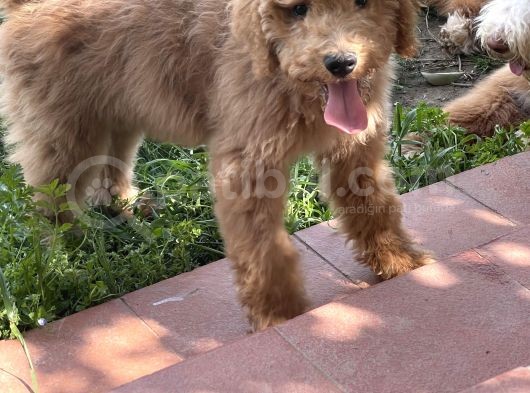 Dev Poodle Red Yavrumuz Muhteşem Yüz Yapısı