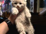 Vecihiden Safkan Scottish Fold Bebekler
