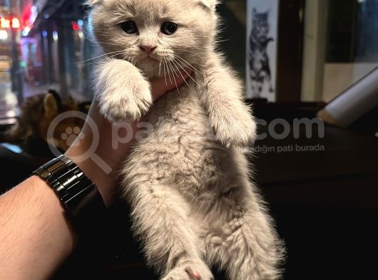 Vecihiden Safkan Scottish Fold Bebekler