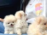 Safkan Pomeranian Boo Yavrularımız